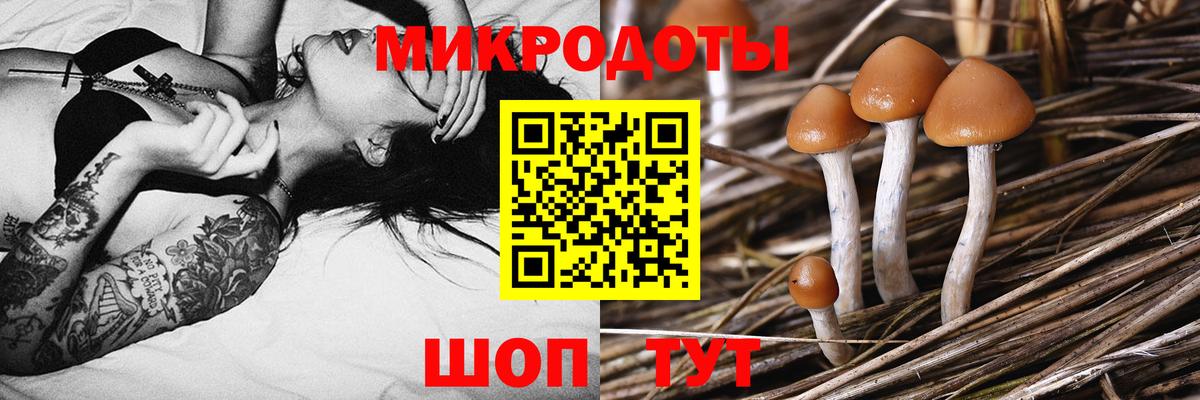 Псилоцибиновые грибы Psilocybine cubensis  Мариинск 